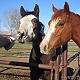 Elaine Edwards, Agent in Kingman, AZ
