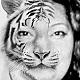 Alma Torres,
